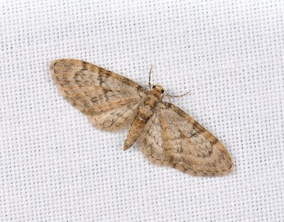 2480   Eupithecia dodoneata  040.jpg