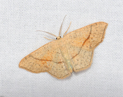 2288 Cyclophora punctaria 043.jpg