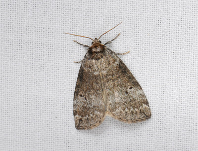 2161 Ochropacha duplaris 010.jpg