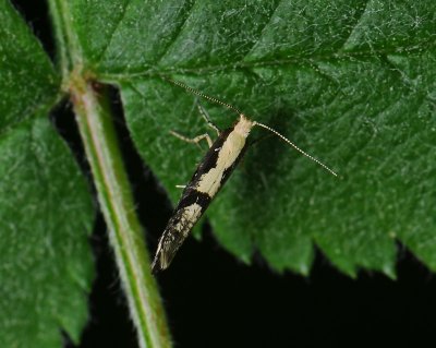 0456 Argyresthia conjugella 057.jpg