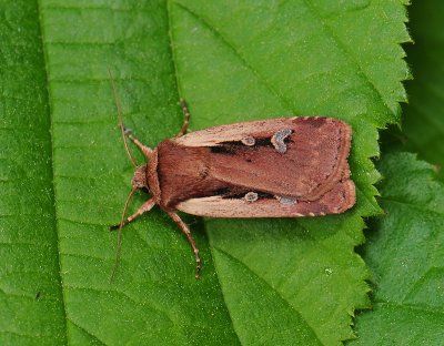 2991 Ochropleura plecta 031.jpg