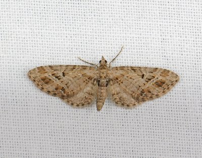 2443   Eupithecia exiguata  054.jpg