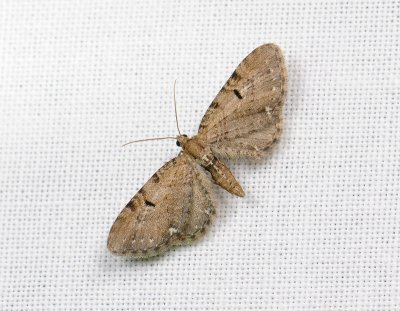 2459   Eupithecia assimilata  087.jpg