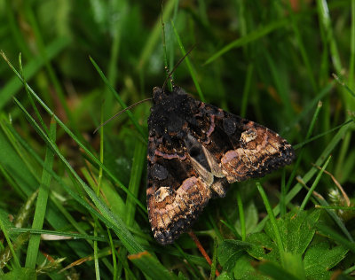 2816 Euplexia lucipara 092.jpg