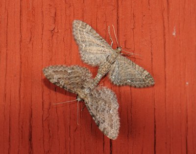 2460   Eupithecia vulgata  100.jpg