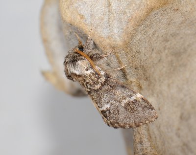 2536   Drymonia dodonaea  104.jpg