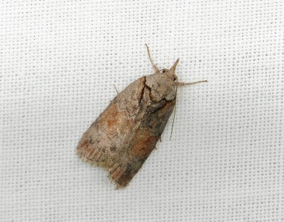 3086 Nycteola revayana 115.jpg
