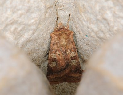 3025 Diarsia rubi 126.jpg