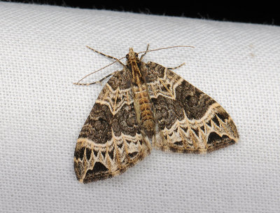 2371 Ecliptopera silaceata 129.jpg