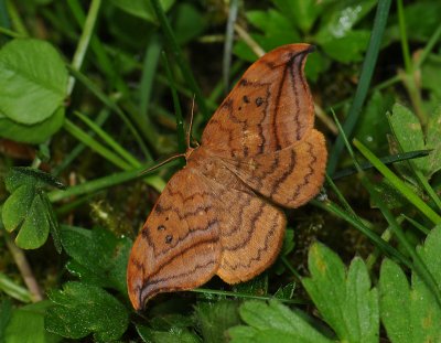 2169 Drepana curvatula 135.jpg