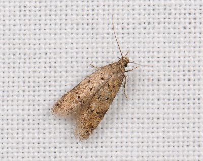 0998   Pseudotelphusa paripunctella  142.jpg