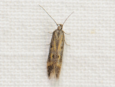 1039 Athrips tetrapunctella 172.jpg