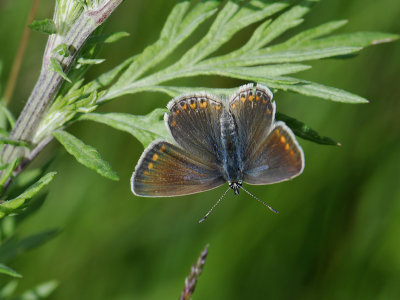 2075 Polyommatus icarus 3090.jpg