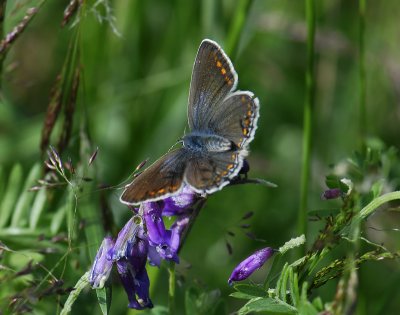 2075 Polyommatus icarus 3093.jpg