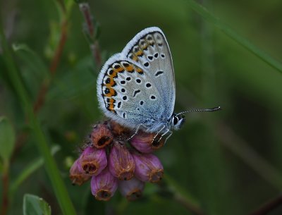 2062 Plebejus argus 3230.jpg