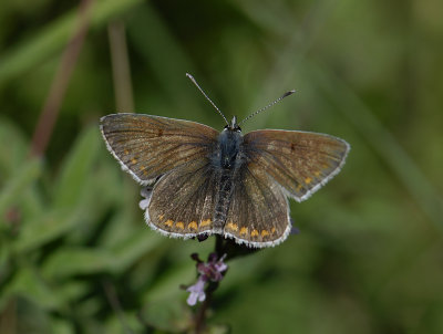 2070 Aricia artaxerxes 5019.jpg