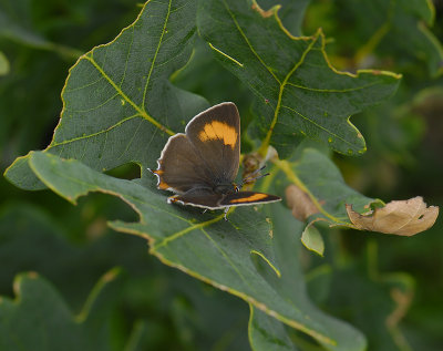 2046 Thecla betulae 7418.jpg