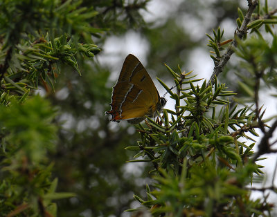 2046 Thecla betulae 7426.jpg
