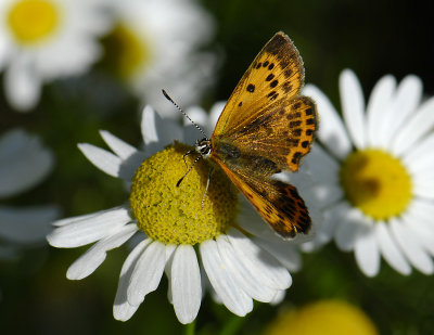 2041 Lycaena virgaureae 8448.jpg