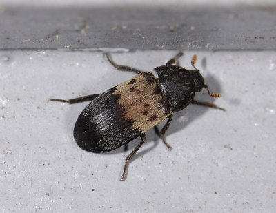 Dermestes lardarius 2529.jpg