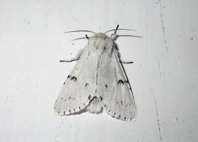 2563 Acronicta leporina 9603.jpg
