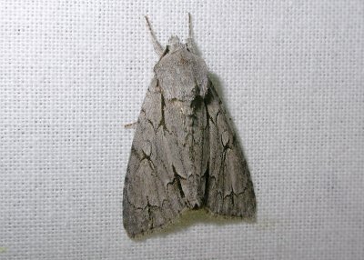 2561 Acronicta psi 4237.jpg