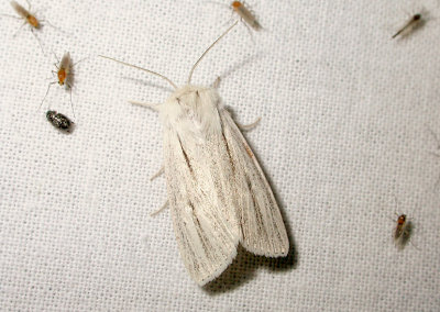 2571 Simyra albovenosa 0656.jpg