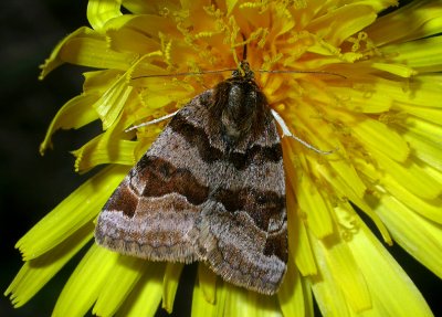 2619   Euclidia glyphica  7414.jpg
