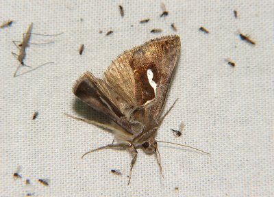 2641 Macdunnoughia confusa 4818.jpg