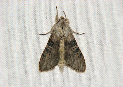 2681   Cucullia absinthii  1829.jpg