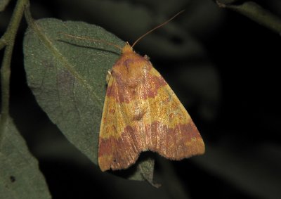 2745 Tiliacea aurago 9210.jpg