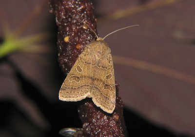 2752 Agrochola nitida 7339.jpg