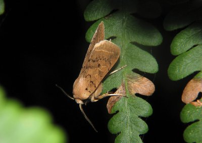 2756 Agrochola macilenta 8385.jpg