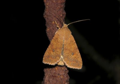 2757 Agrochola circellaris 7764.jpg