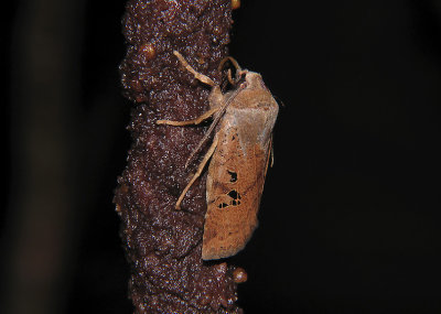 2761 Conistra rubiginosa 0083.jpg