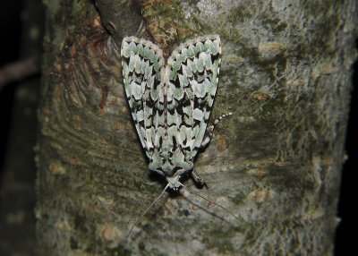 2777 Dichonia aprilina 8225.jpg
