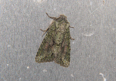 2778 Dryobotodes eremita 7449.jpg