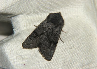 2781 Aporophyla lutulenta 6890.jpg
