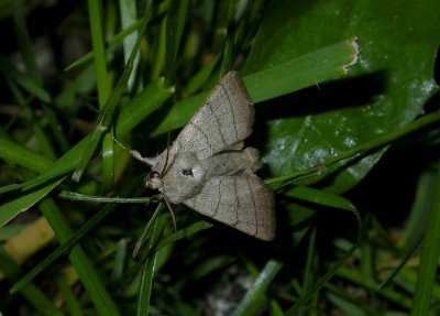2802 Charanyca trigrammica 9046.jpg