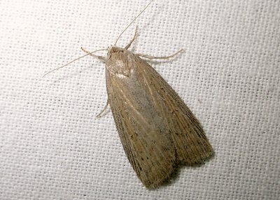 2806 Chilodes maritima 0543.jpg