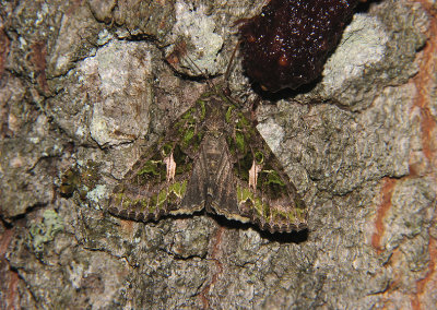 2815 Trachea atriplicis 7397.jpg