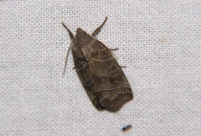 2821 Ipimorpha retusa 6709.jpg