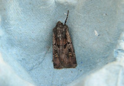 2972 Euxoa obelisca 6322.jpg