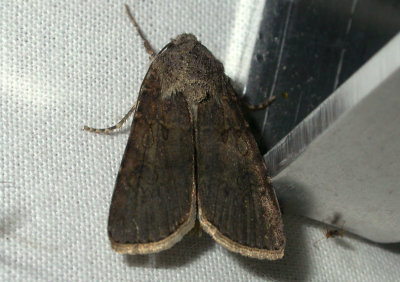 2981   Agrotis segetum  0029.jpg