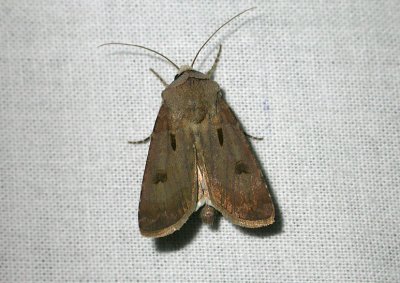 2983   Agrotis exclamationis  9482.jpg