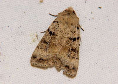 2996 Eugnorisma depuncta 1461.jpg