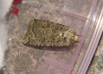2999 Rhyacia simulans 2896.jpg