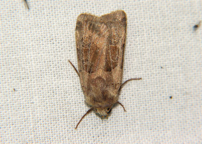 3000 Chersotis cuprea 6449.jpg