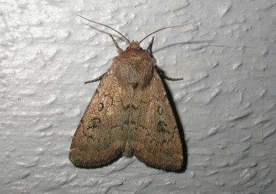 3014 Graphiphora augur 5715.jpg