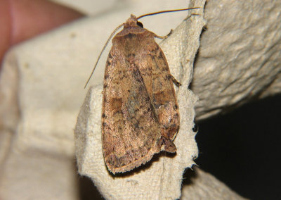 3023 Diarsia dahlii 6442.jpg